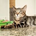 Photo of C1162 Crumpet