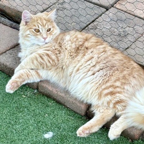 No photo for Citrine