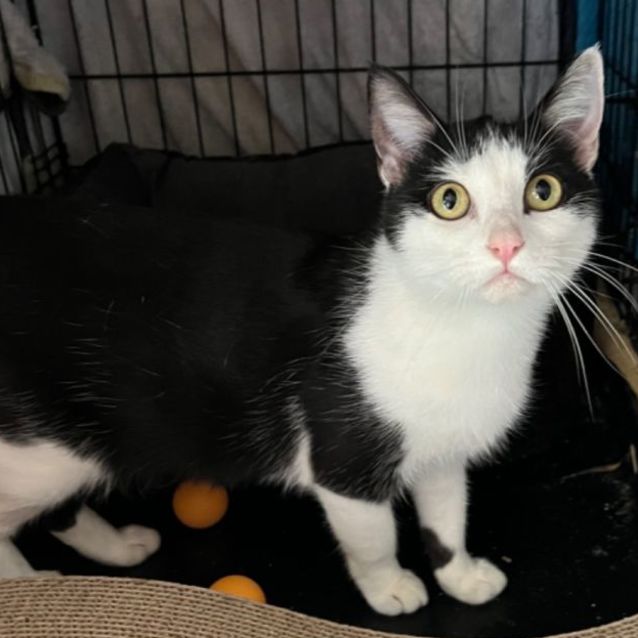 Photo of Penny   Can Transport To You