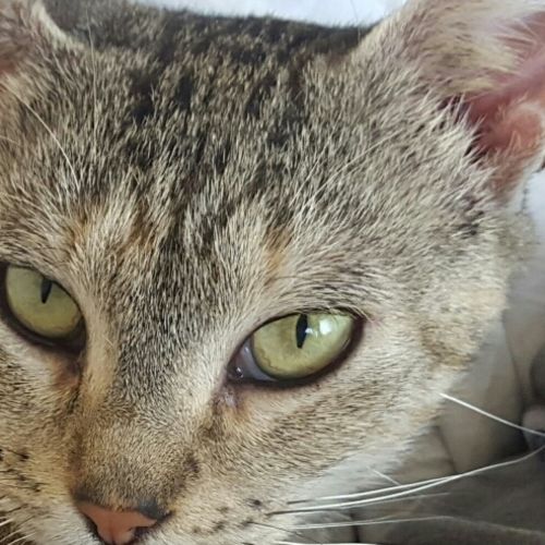 Farasha 
