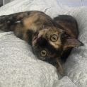 Photo of Maple