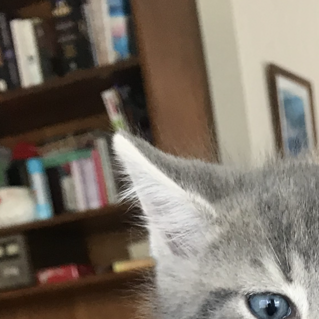 Photo of Bacardi 