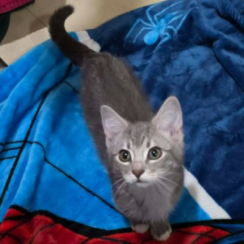 Miko **2nd Chance Cat Rescue **