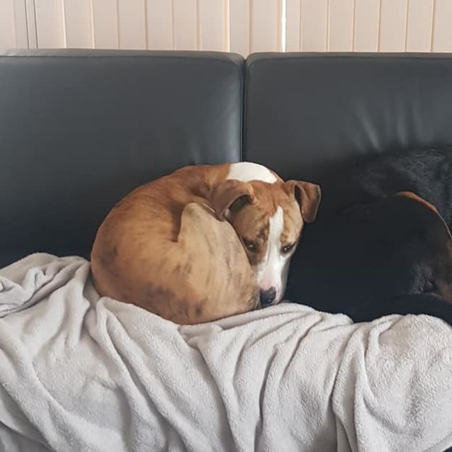 Photo of Daisy Dl2452