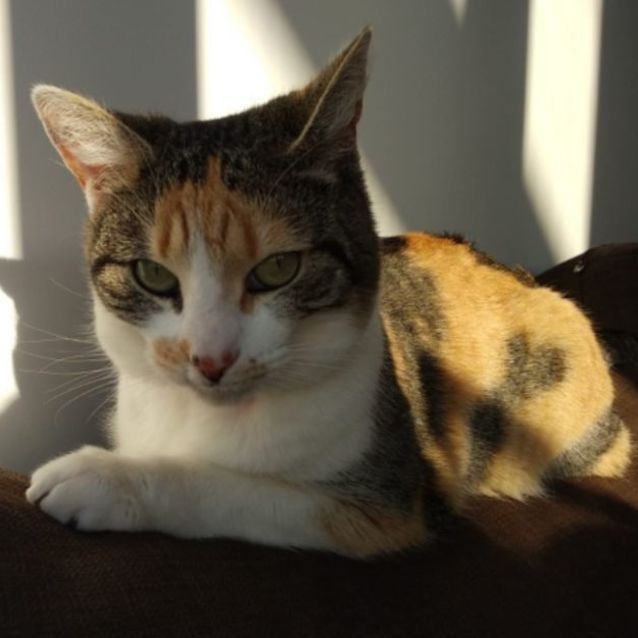 Photo of Sienna