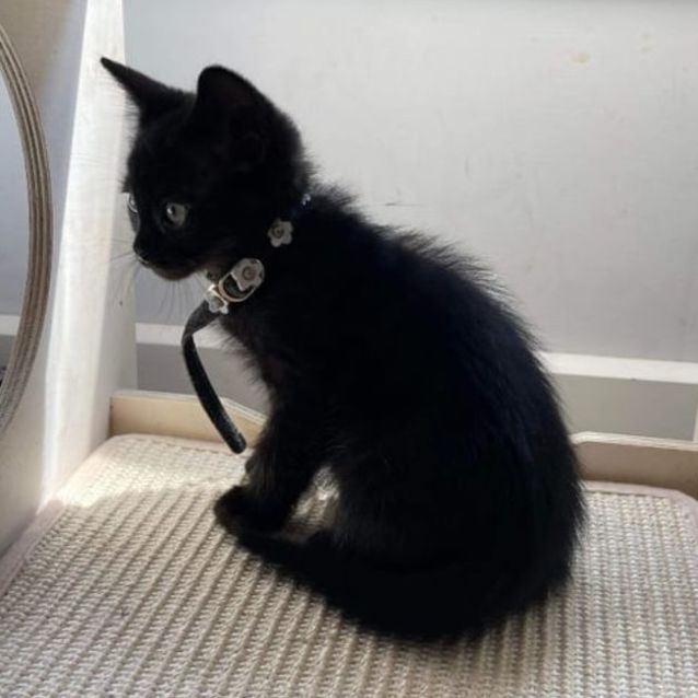 Photo of Buddy