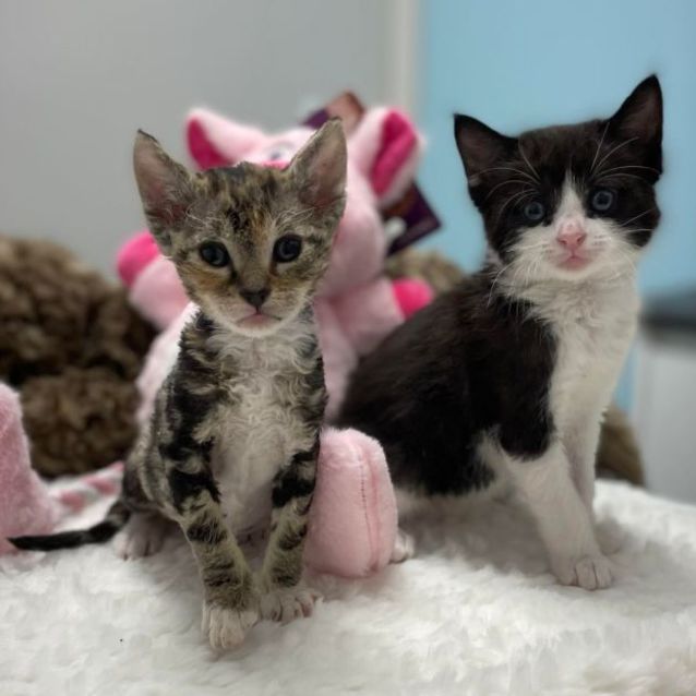 Photo of Felix & Nala