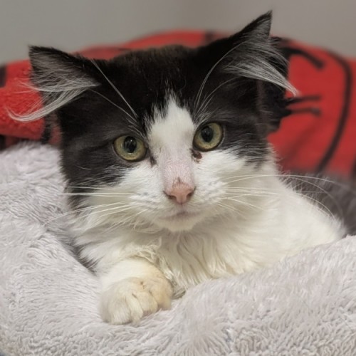 🦄 Puurl 6332 🦄