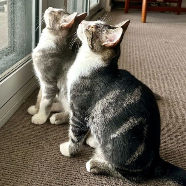 Photo of Chaps