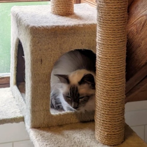 Luna **2nd Chance Cat rescue**
