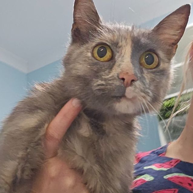 Photo of Tortuga (Turtle)