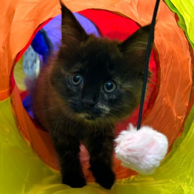 Photo of Chino (Located In Rowville)