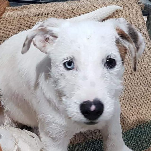 Photo of Thor 