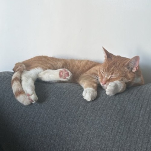 Martin **2nd Chance Cat Rescue**