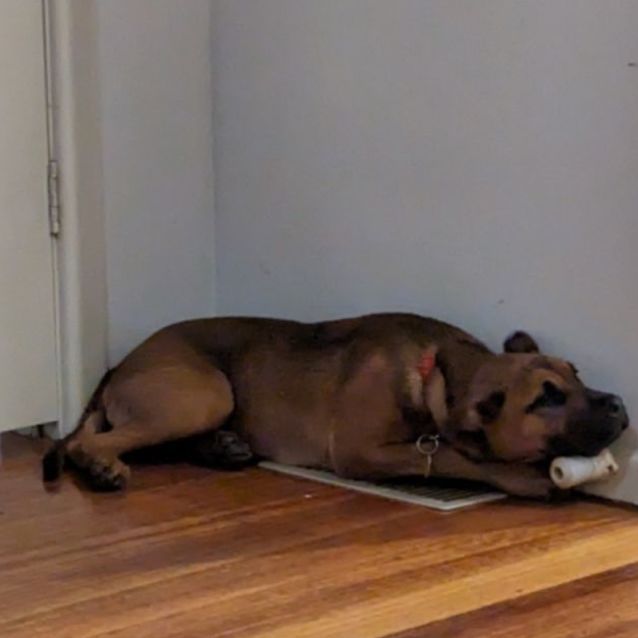 Photo of Mara