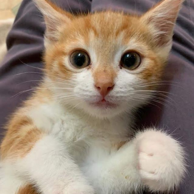 Photo of Marshmallow