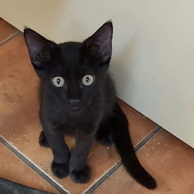 Photo of Dusty
