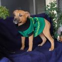 Photo of Buzz