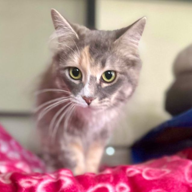 Photo of Gigi