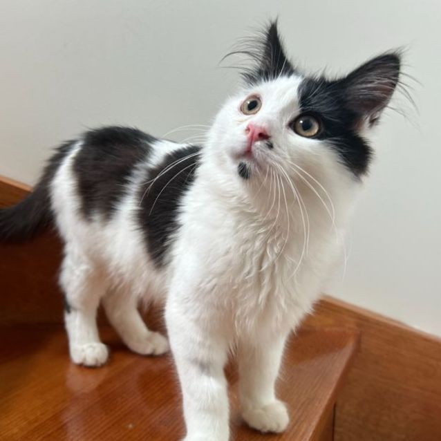 Photo of Sebastian **2nd Chance Cat Rescue**