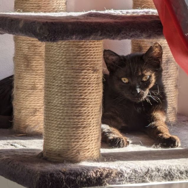 Photo of Raven