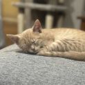 Photo of Jarrah ** 2nd Chance Cat Rescue**
