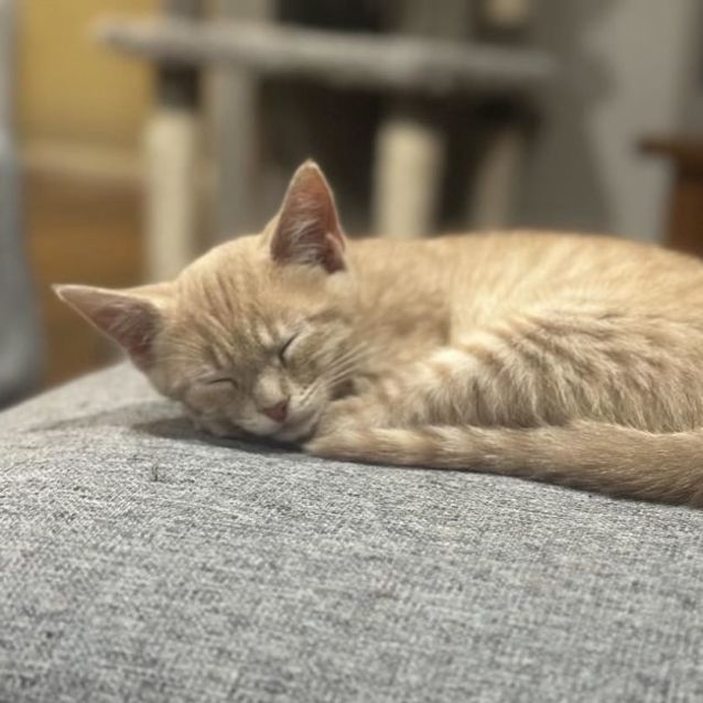 Photo of Jarrah ** 2nd Chance Cat Rescue**