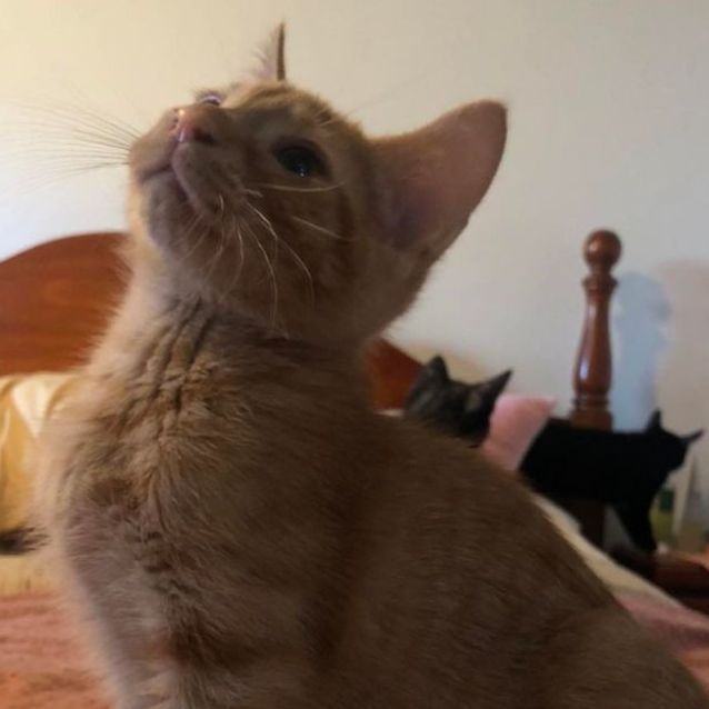 Photo of Francis **2nd Chance Cat Rescue**