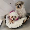 Photo of ⭐ Tilly & Razzy ⭐