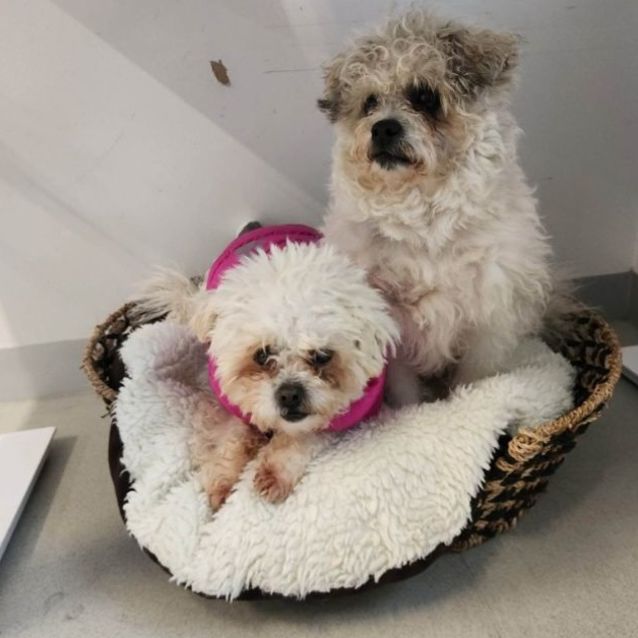 Photo of ⭐ Tilly & Razzy ⭐