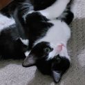 Photo of Lucy