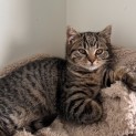 Photo of Cleo