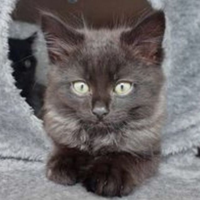 Photo of Nightfalcon 