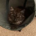 Photo of Boo