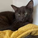 Photo of Belle