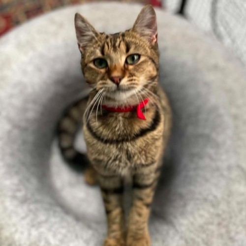 Sarabi**2nd chance cat rescue**