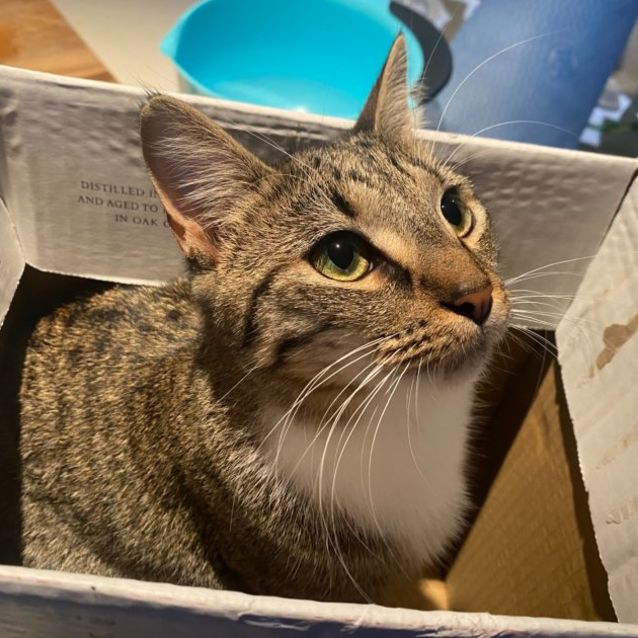 Photo of Storm **2nd Chance Cat Rescue**