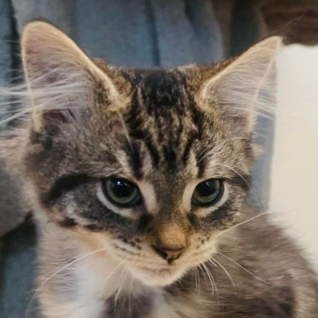 Photo of Telly   Located In Lower Templestowe