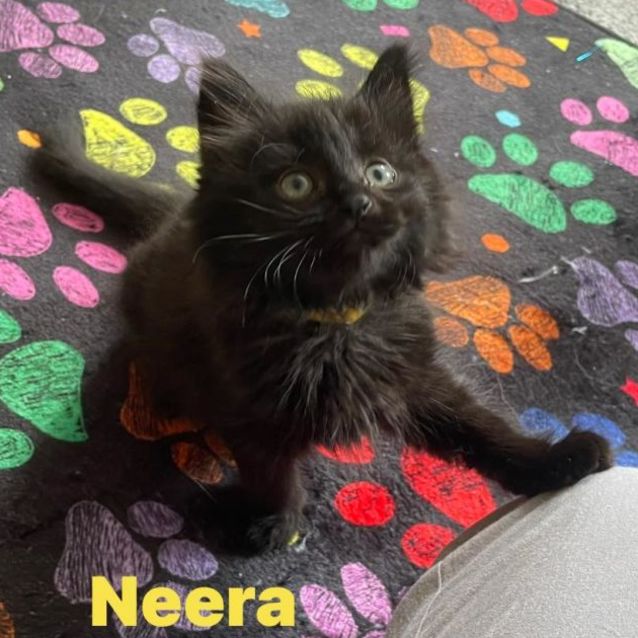 Photo of Neera **2nd Chance Cat Rescue**