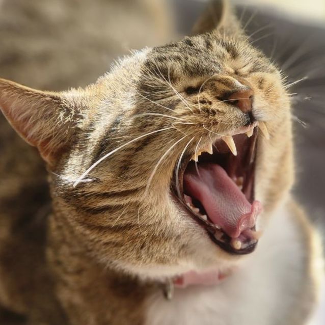 Photo of Mickey 🐭🏰