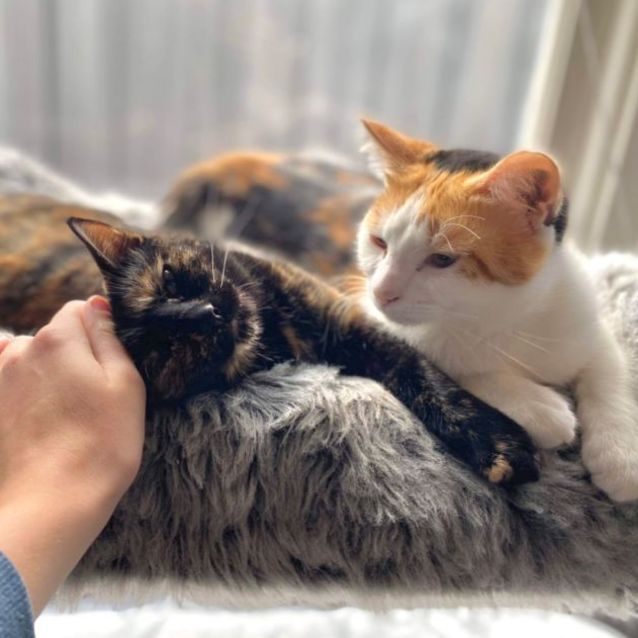 Photo of Bonnie & Delilah