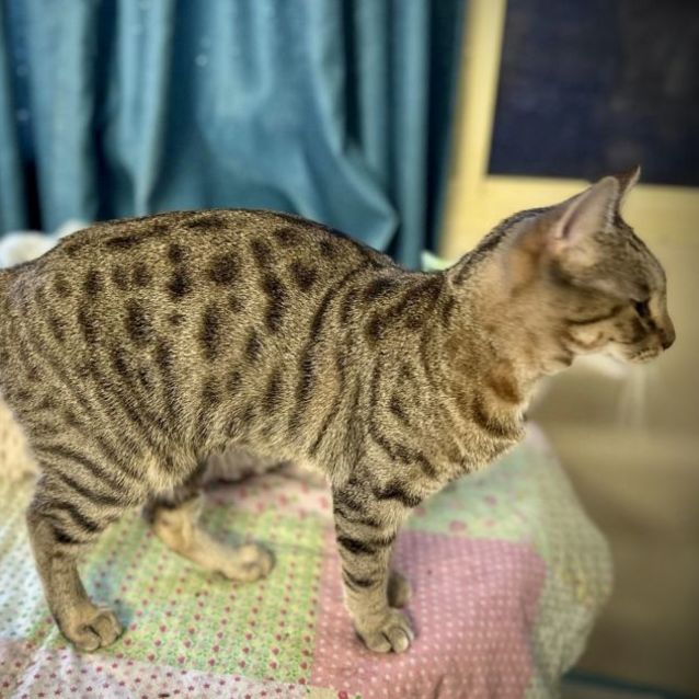 Photo of Kaz