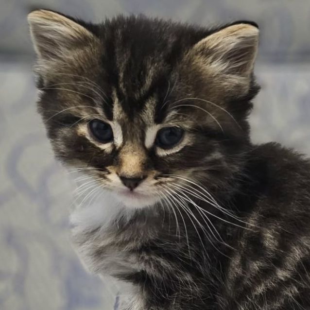 Photo of Eeyore ^^Dandy Cat Rescue^^