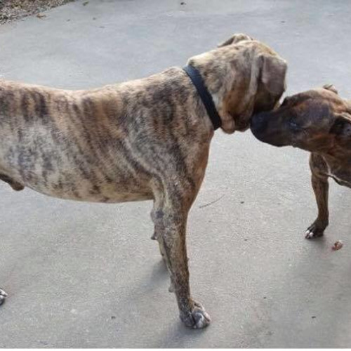 Titan on Adoption Trial
