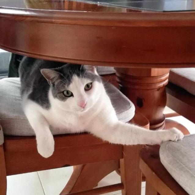 Photo of Atticus