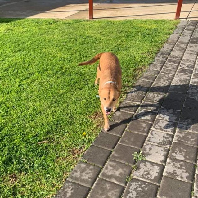 Photo of Shelby Dl2227