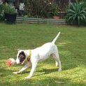 Photo of Snoopy