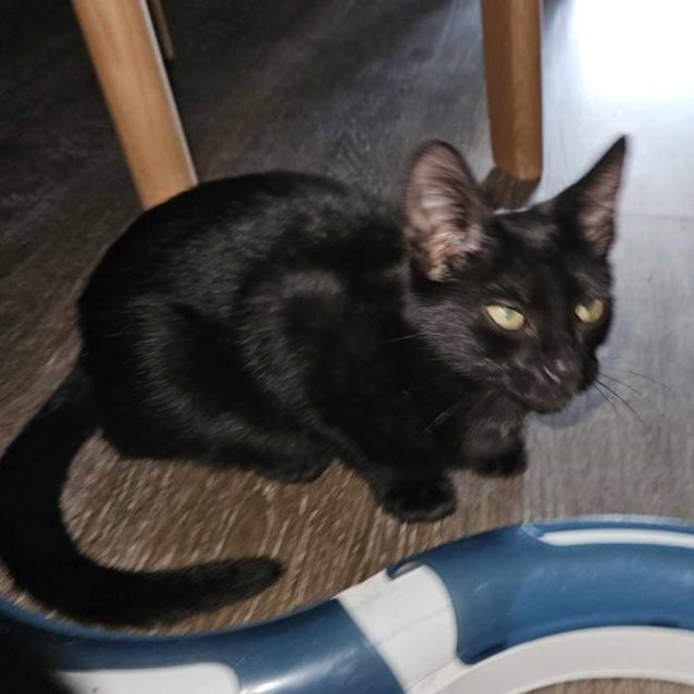 Photo of Khan ** 2nd Chance Cat Rescue **