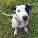 Photo of Snoopy