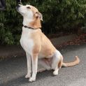 Photo of Indi